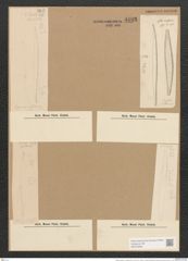 Nitzschia sigma var. rigidula Grun. (de-Toni-Nr.: Genus 47, Species 2099) Zeichnungen Sammlung Grunow Nr. 4193 (NHMW-BOT-W0372093)
